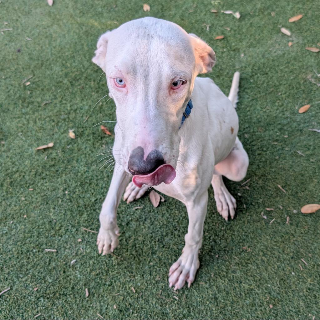 Seymour, Adoptable, Adult Male Catahoula Leopard Dog.