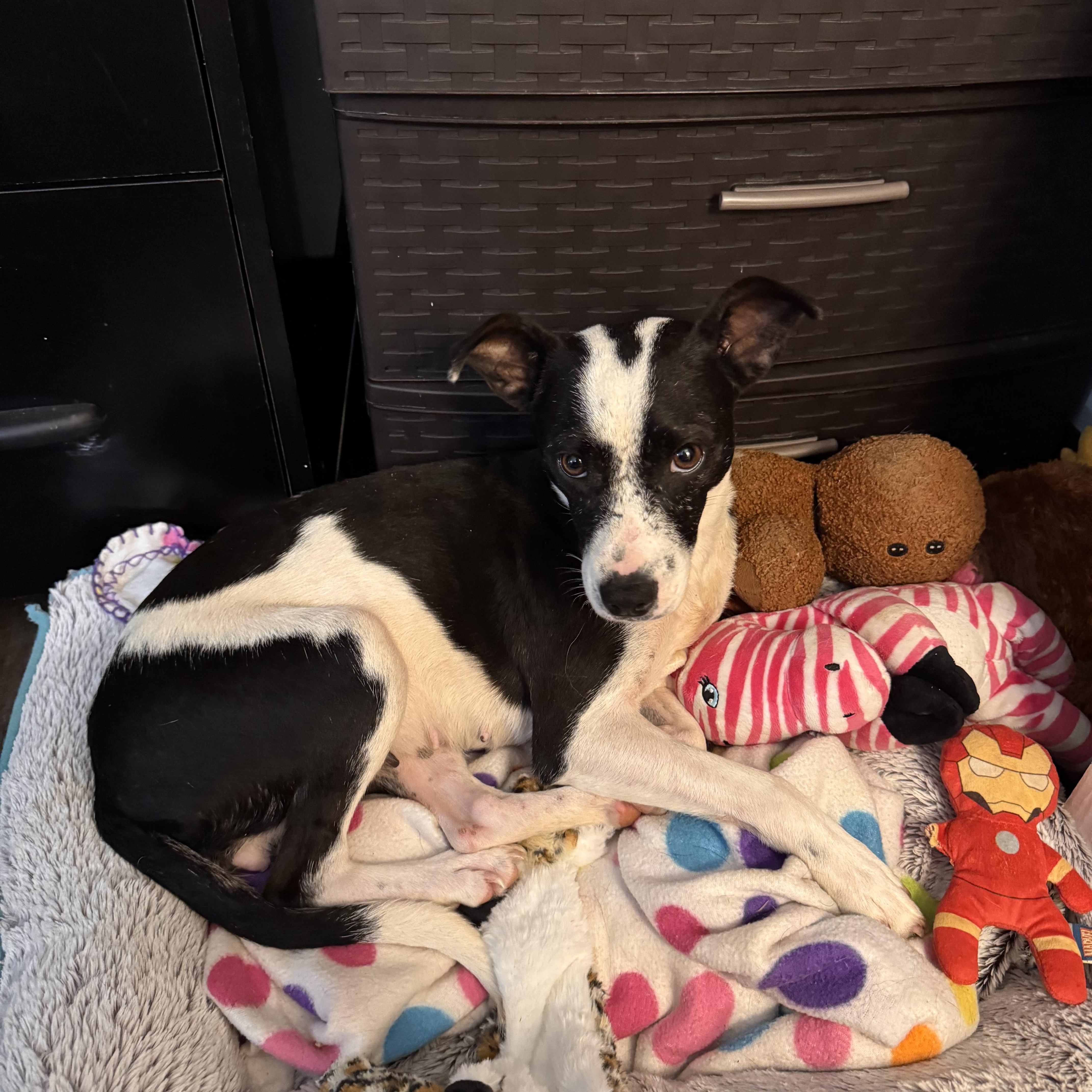 Annie, Adoptable, Adult Female Rat Terrier & Jack Russell Terrier.