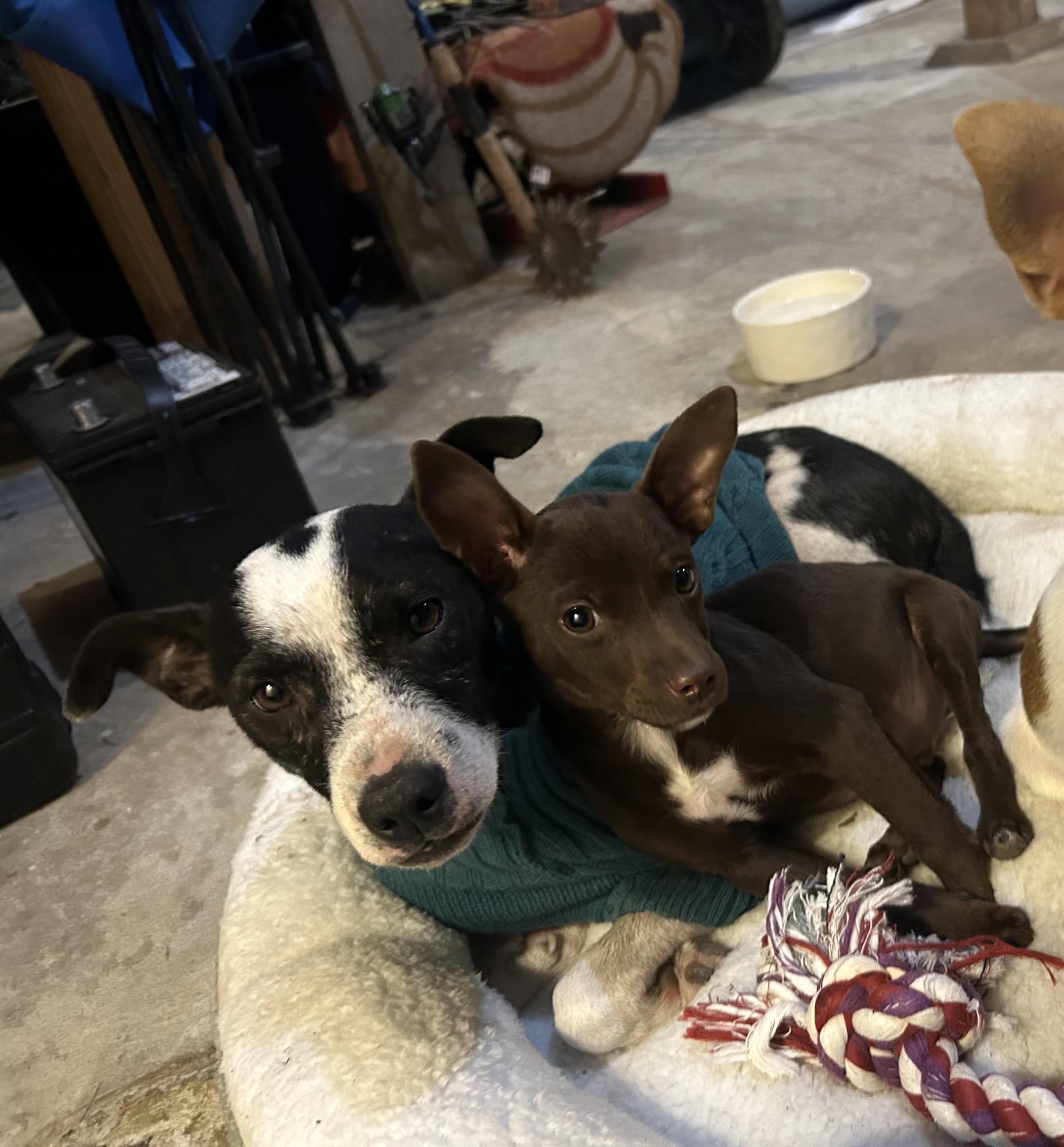 Annie, a Adoptable mixed breed in Sequatchie, TN image 2/4