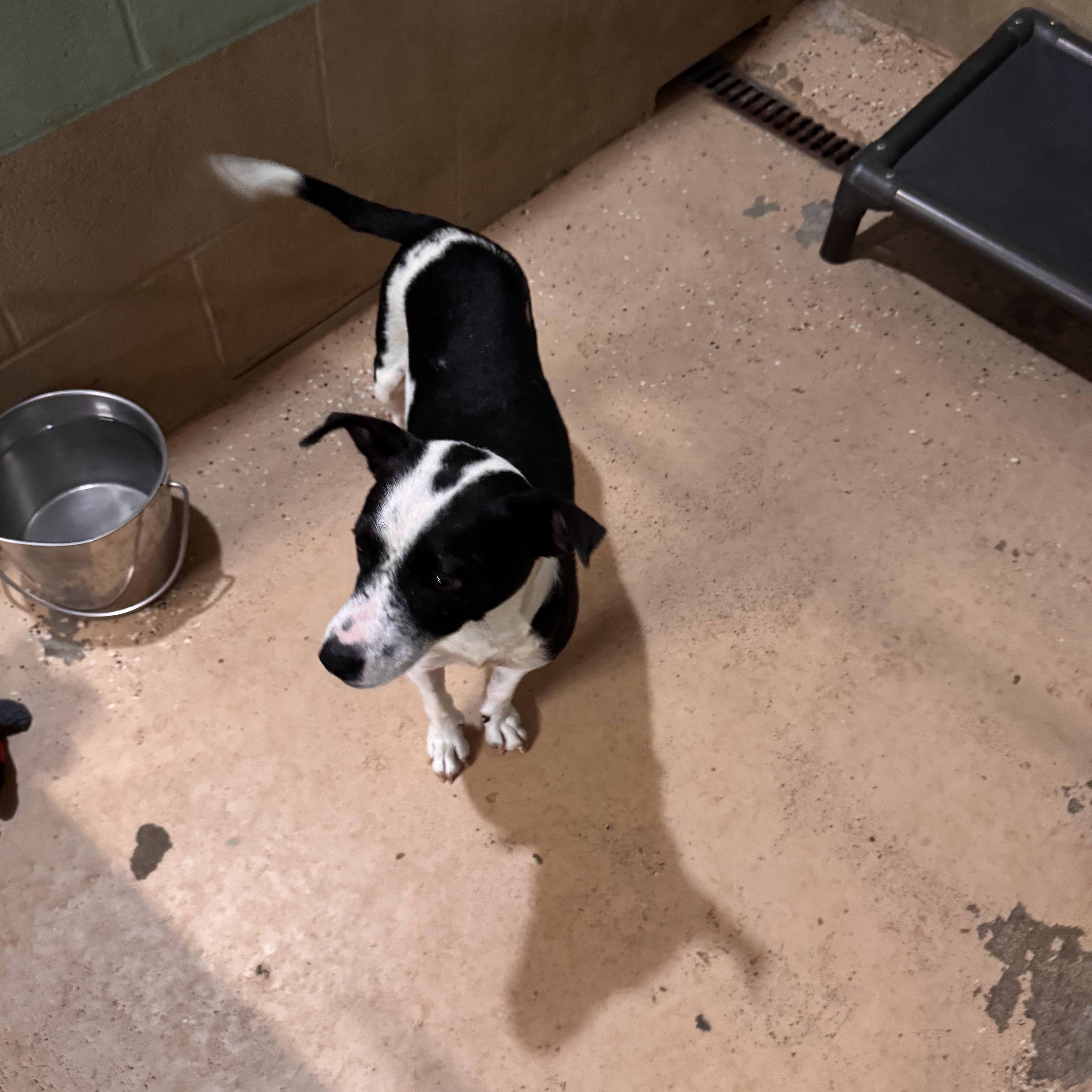 Annie, a Adoptable mixed breed in Sequatchie, TN image 3/4