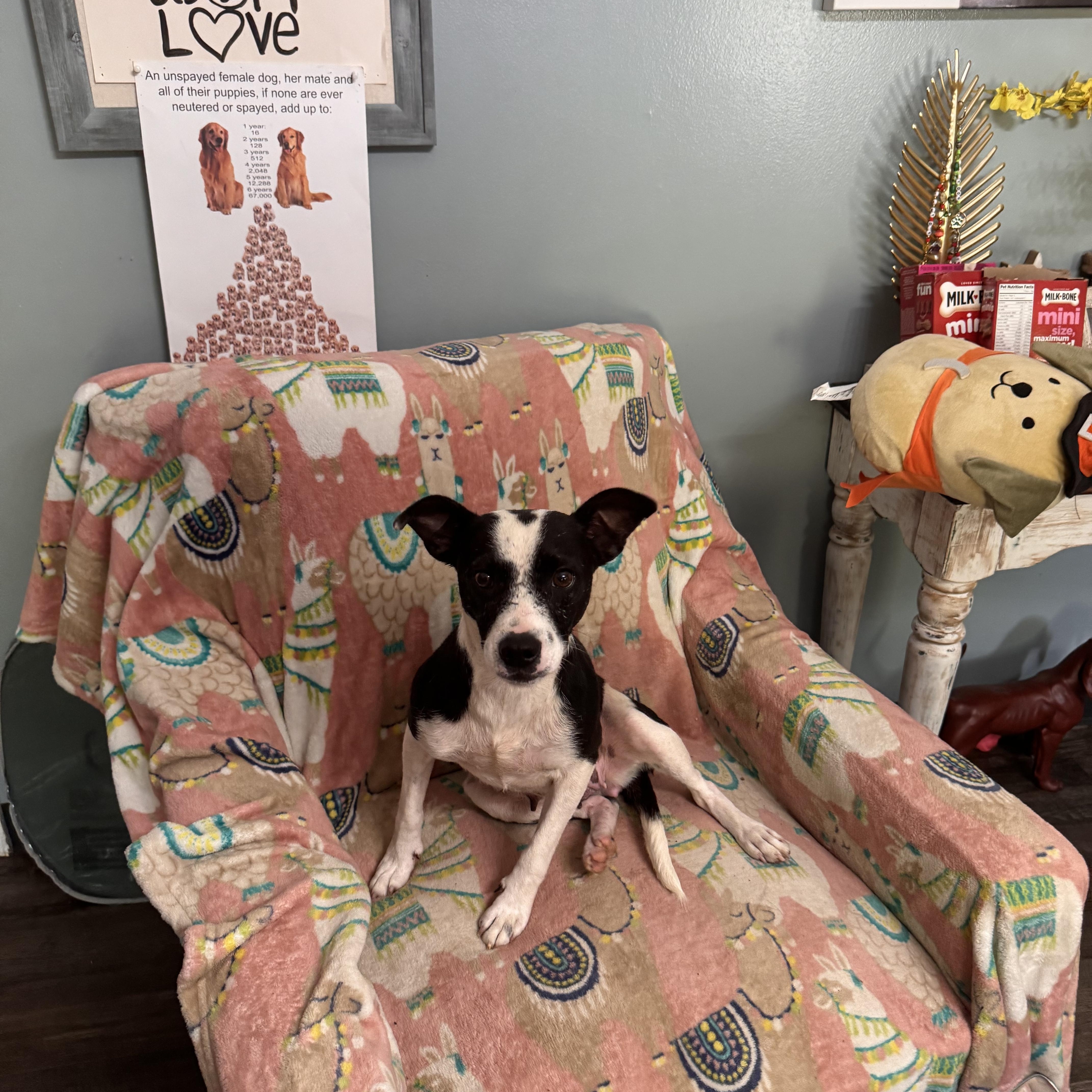 Annie, a Adoptable mixed breed in Sequatchie, TN image 4/4