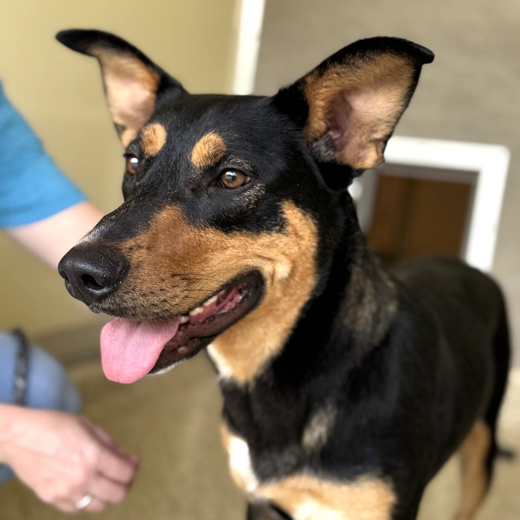 Magnolia, Adoptable, Young Female German Shepherd Dog & Australian Shepherd.