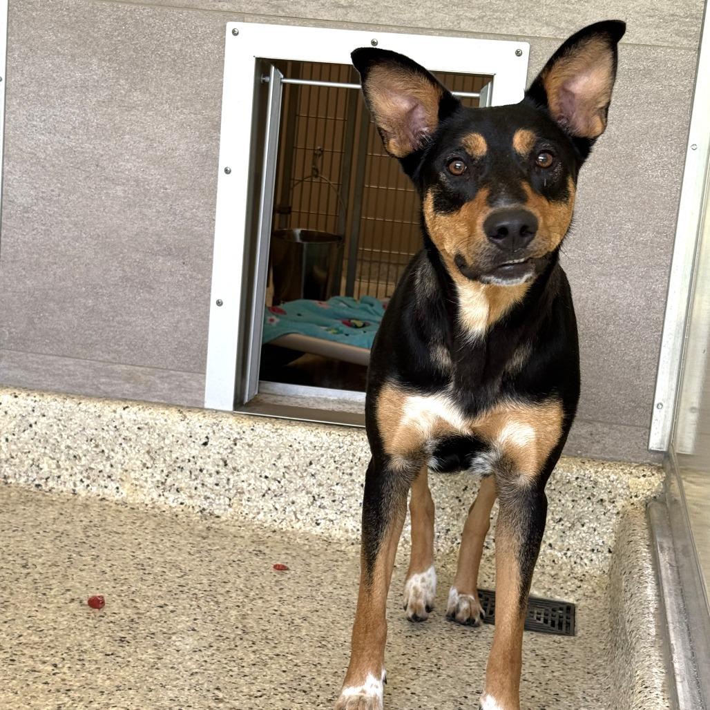 Magnolia, a Adoptable mixed breed in Nashville, IN image 2/6