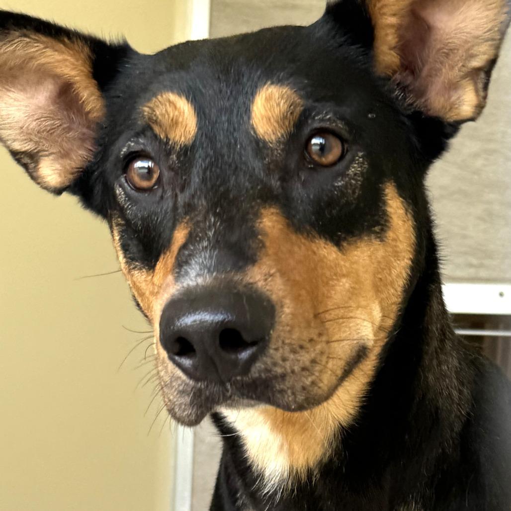 Magnolia, a Adoptable mixed breed in Nashville, IN image 3/6
