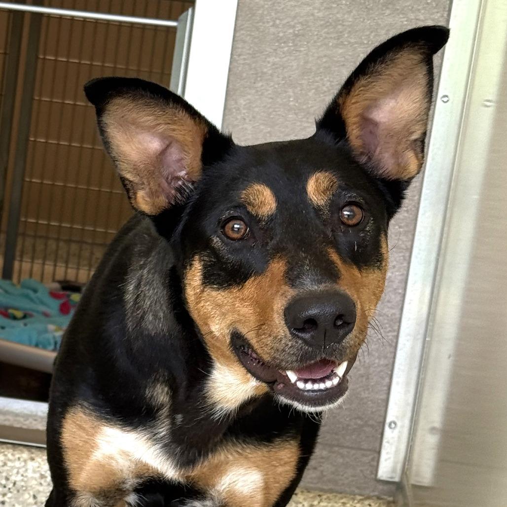 Magnolia, a Adoptable mixed breed in Nashville, IN image 4/6