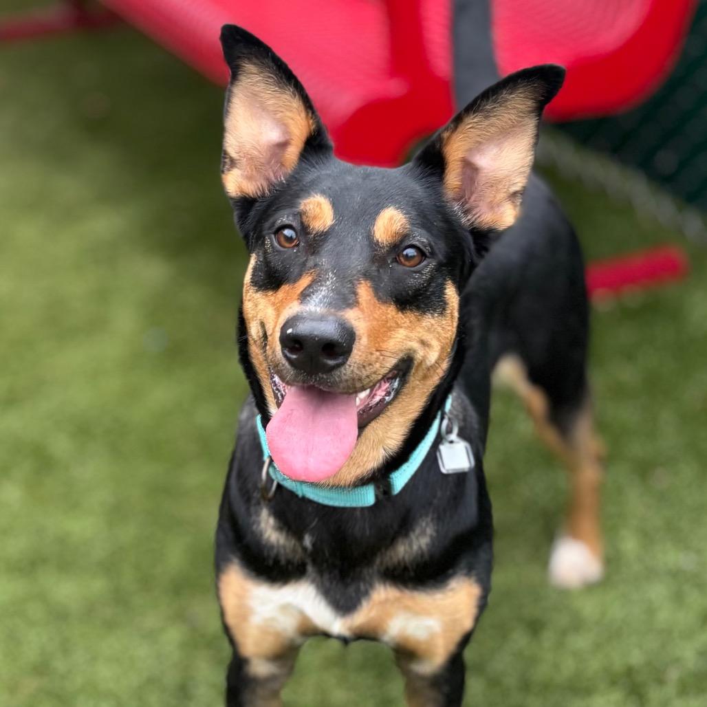 Magnolia, a Adoptable mixed breed in Nashville, IN image 5/6