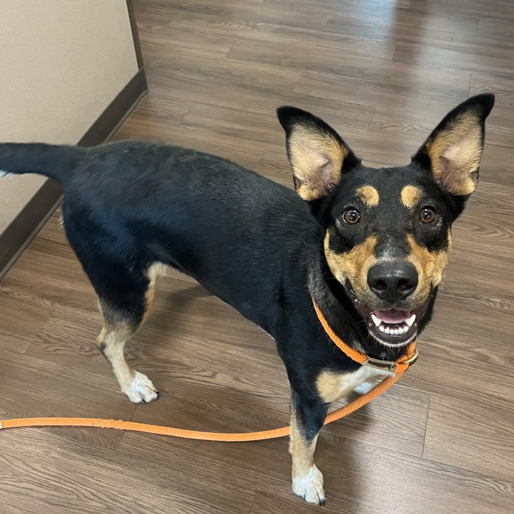 Magnolia, a Adoptable mixed breed in Nashville, IN image 6/6