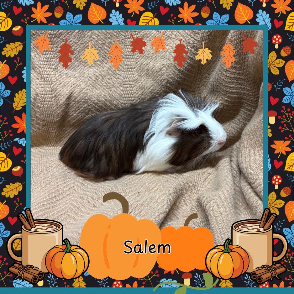 Enlarge Salem, a Adoptable Guinea Pig in Elizabethtown, KY image 1/2