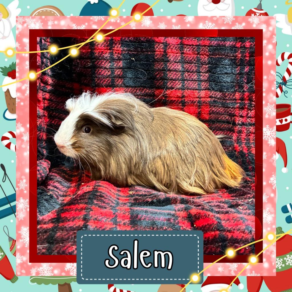 Enlarge Salem, a Adoptable Guinea Pig in Elizabethtown, KY image 2/2