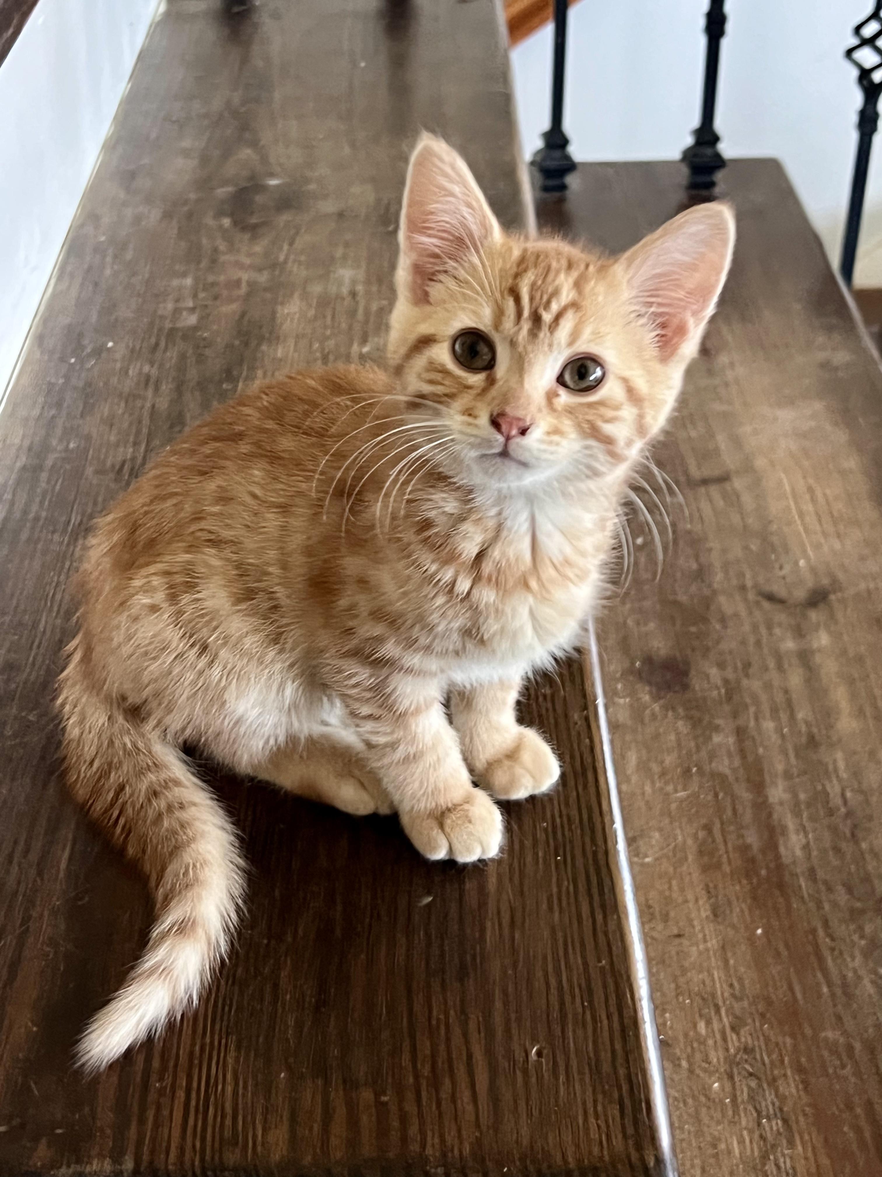 Enlarge Boo & Lou , an adopted Domestic Short Hair in Sherman, IL image 3/3