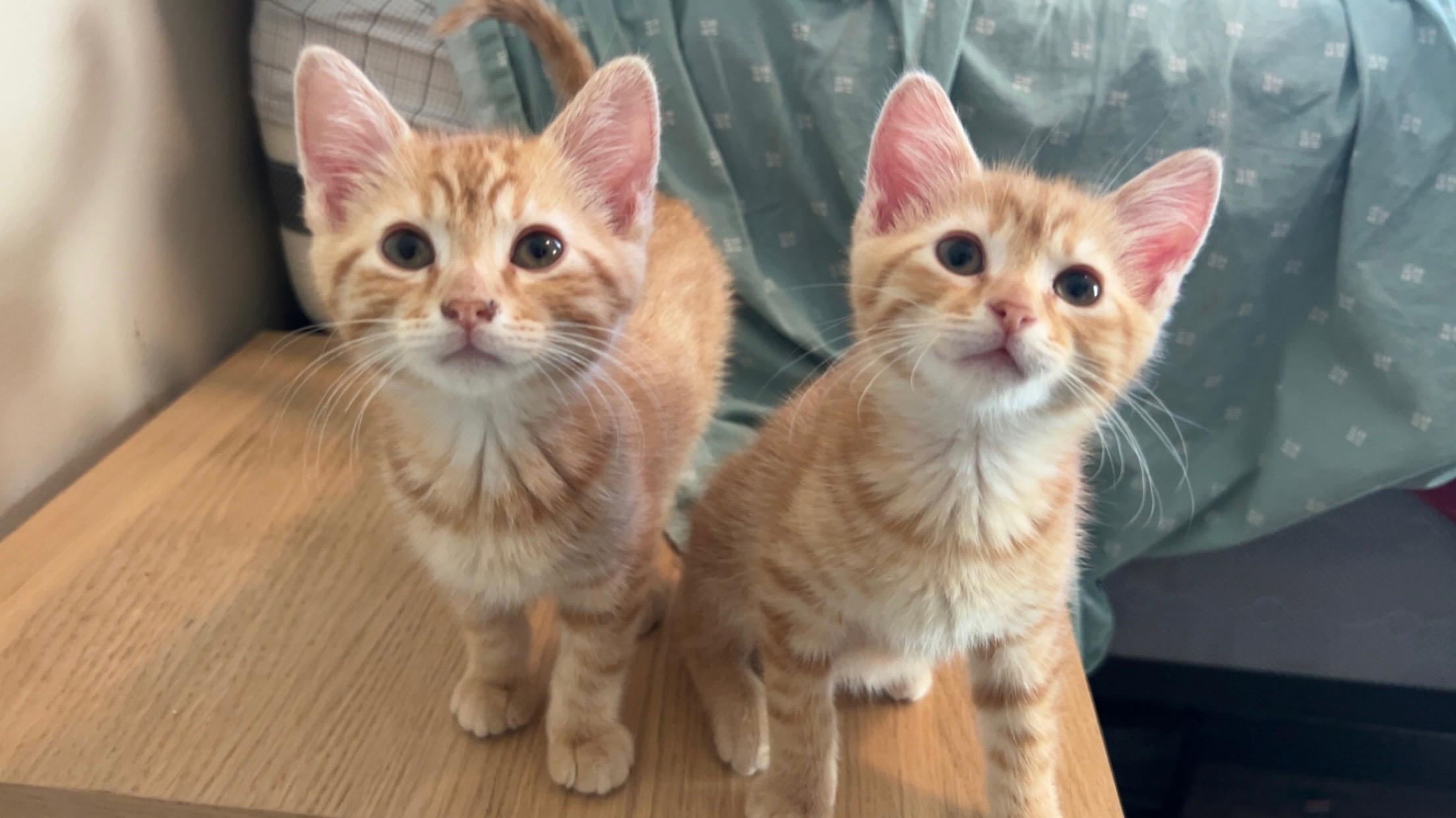 Enlarge Boo & Lou , an adopted Domestic Short Hair in Sherman, IL image 1/3