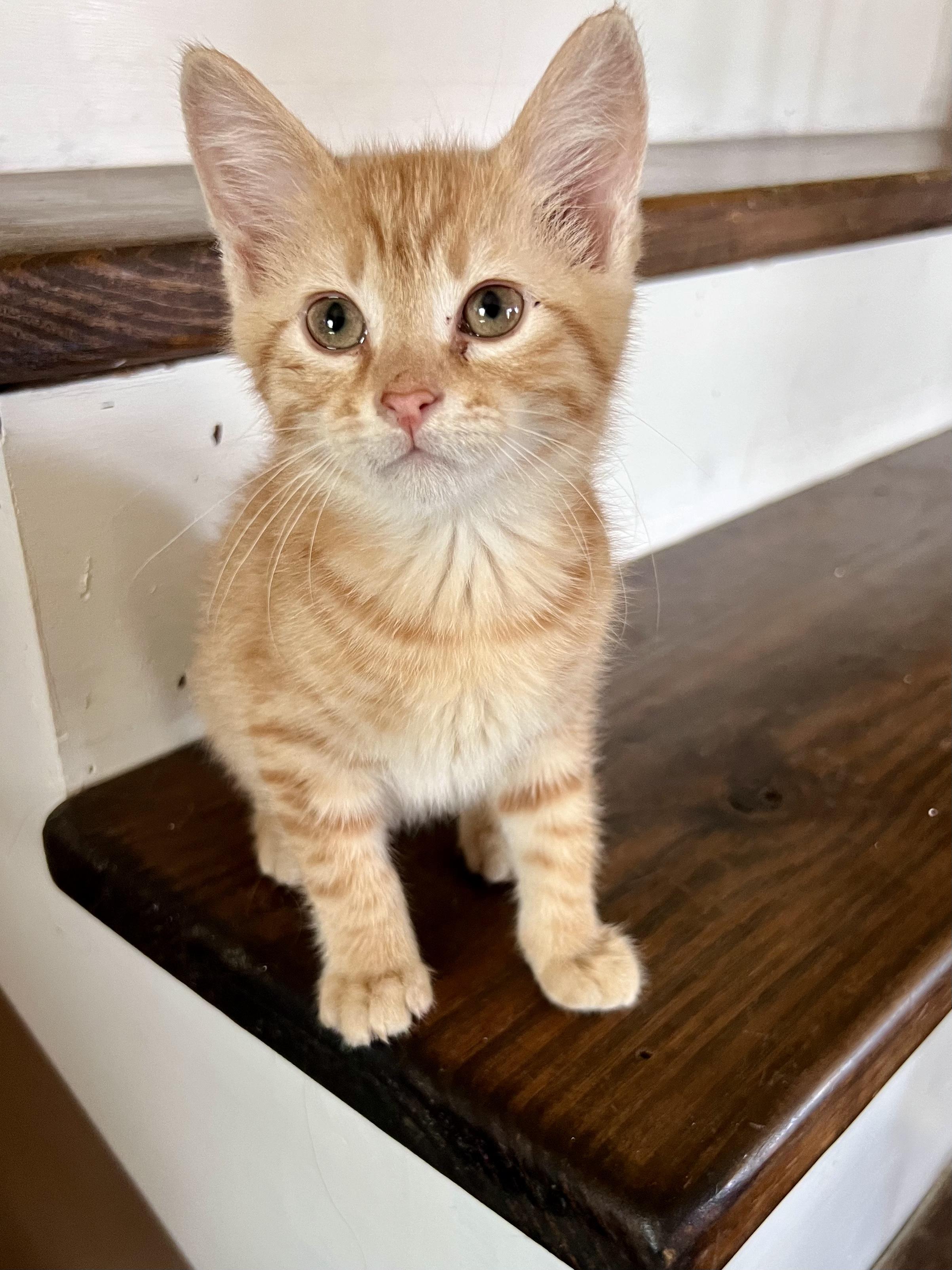 Enlarge Boo & Lou , an adopted Domestic Short Hair in Sherman, IL image 2/3