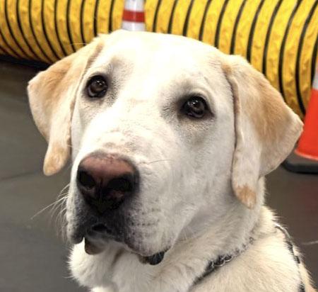 Waffles (Central Asian Shepherd - Livestock Guardian Dog), ADOPTABLE, Puppy Female Anatolian Shepherd.