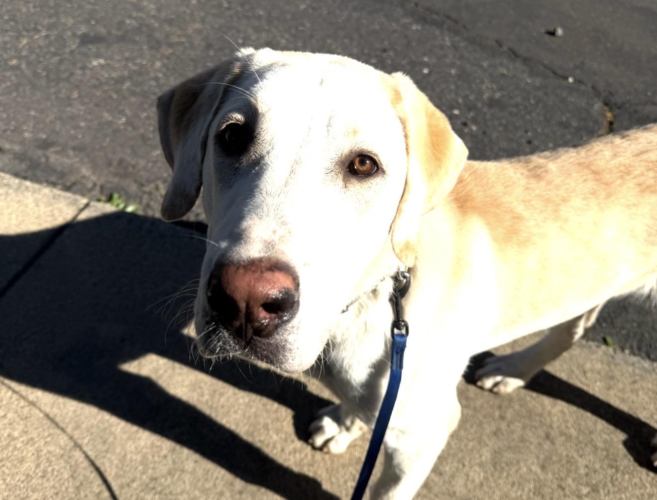 Enlarge Waffles (Central Asian Shepherd - Livestock Guardian Dog), a ADOPTABLE Anatolian Shepherd in Sacramento, CA image 2/3