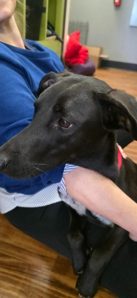 Joyful, Adoptable, Adult Female Labrador Retriever.