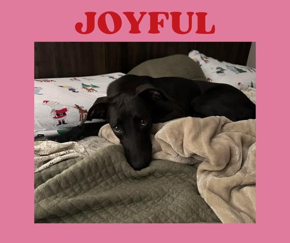 Enlarge Joyful, a Adoptable mixed breed in Mesa, AZ image 2/2