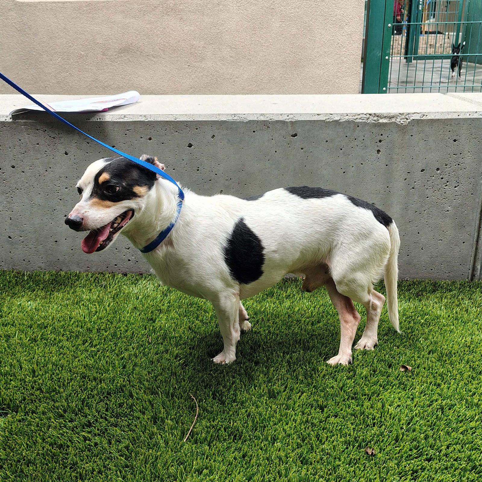 Spot, Adopted, Adult Male Parson Russell Terrier.
