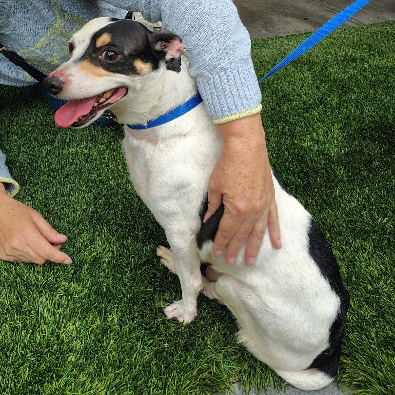 Enlarge Spot, a Adopted Parson Russell Terrier in San Jose, CA image 2/2
