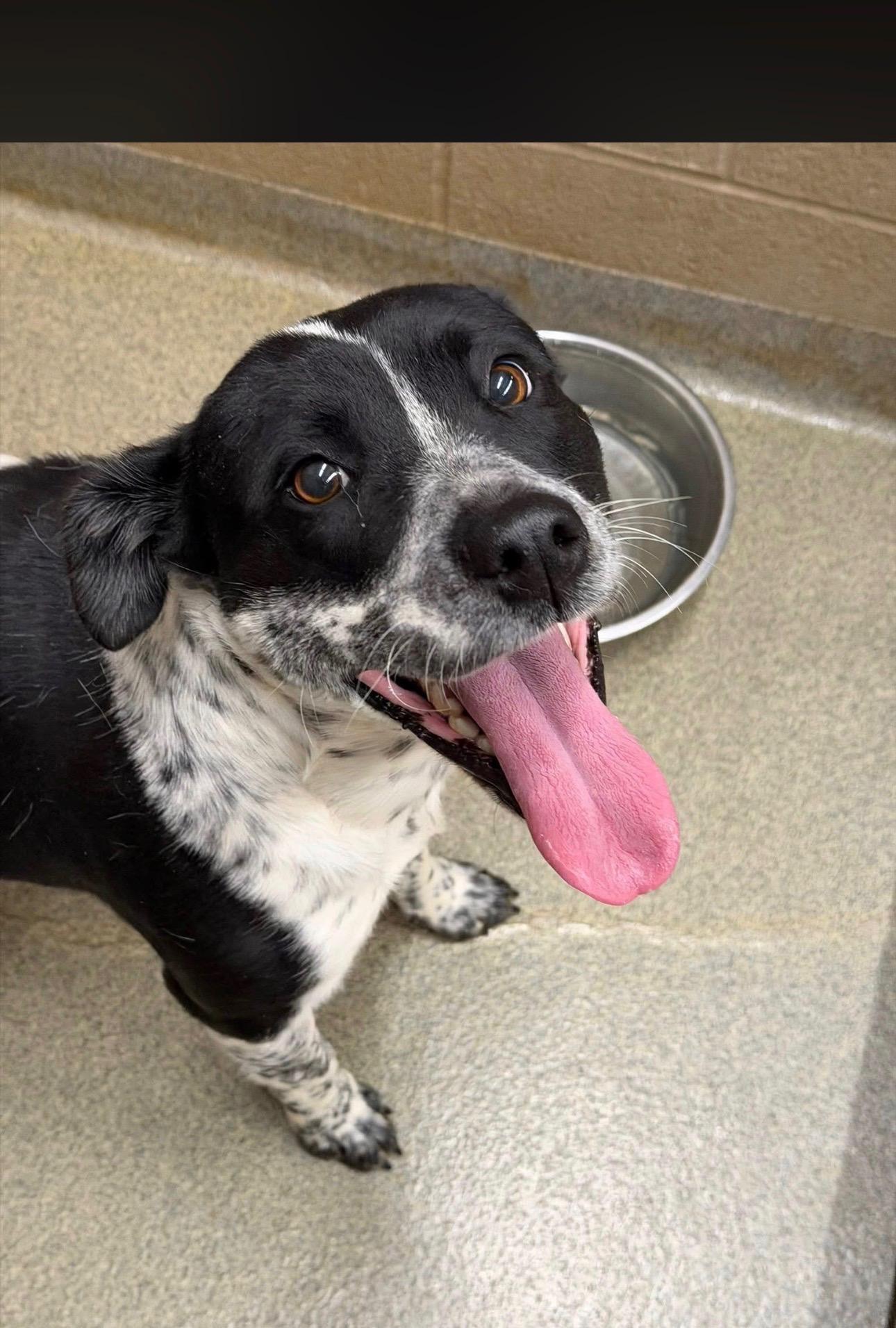 Enlarge Little Lulu, a ADOPTABLE mixed breed in Port Saint Lucie, FL image 1/1