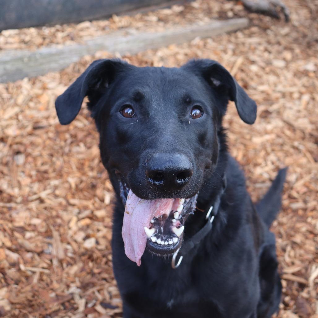 Cash, Adoptable, Adult Male Mixed Breed.