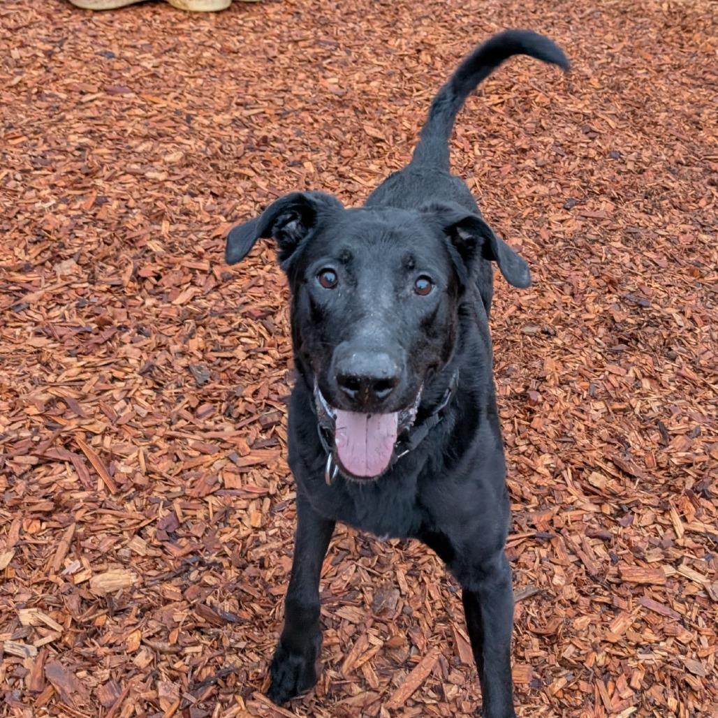 Enlarge Cash, a Adoptable Mixed Breed in Tacoma, WA image 2/2