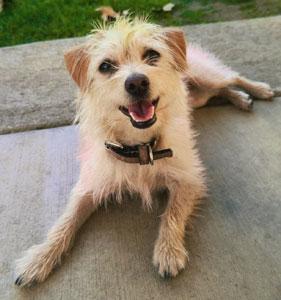 Bubbles, adopted, Young Female Cairn Terrier & Maltese.