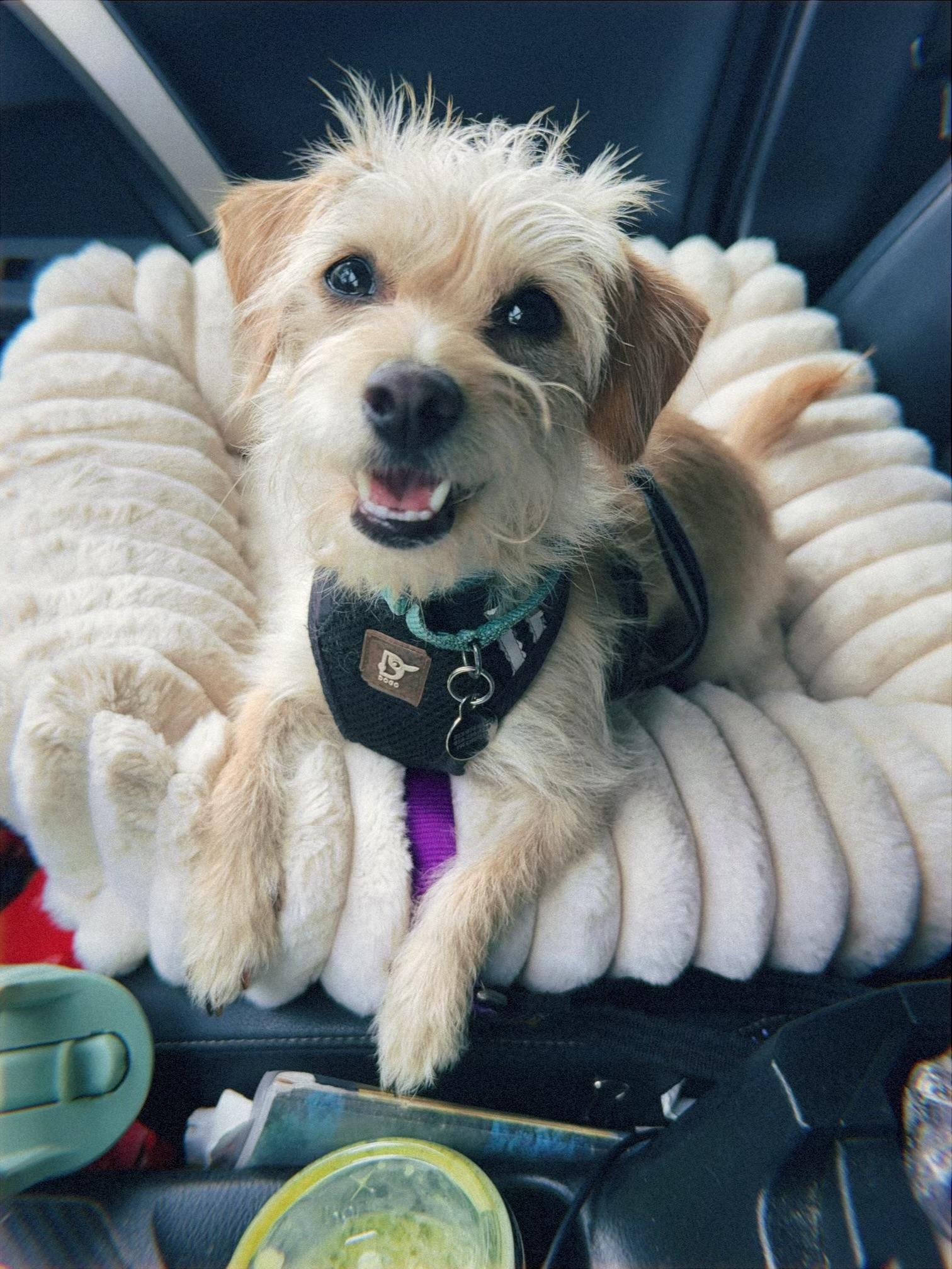 Bubbles, an adoption pending mixed breed in Glendale, CA image 5/6