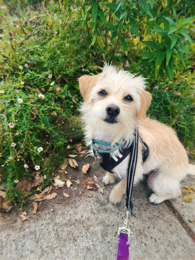Bubbles, an adoption pending mixed breed in Glendale, CA image 6/6