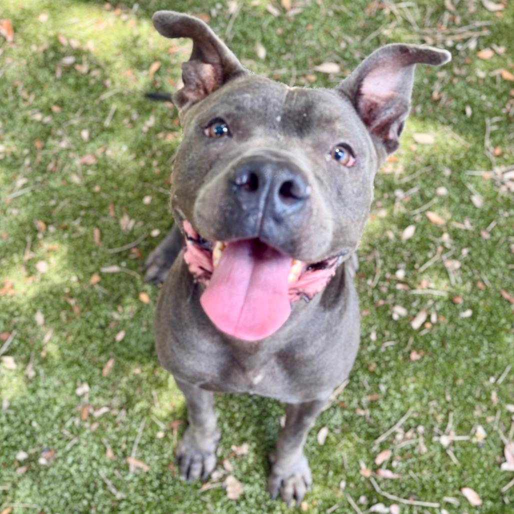 Stormy, Adoptable, Adult Male Mixed Breed.