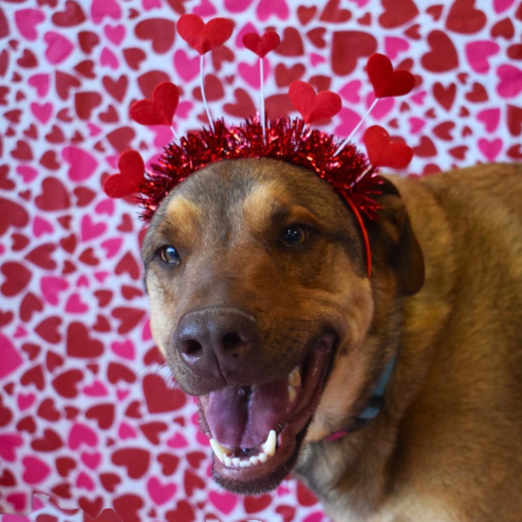 Haze (Hazel), Adoptable, Adult Male Shepherd & Mixed Breed.