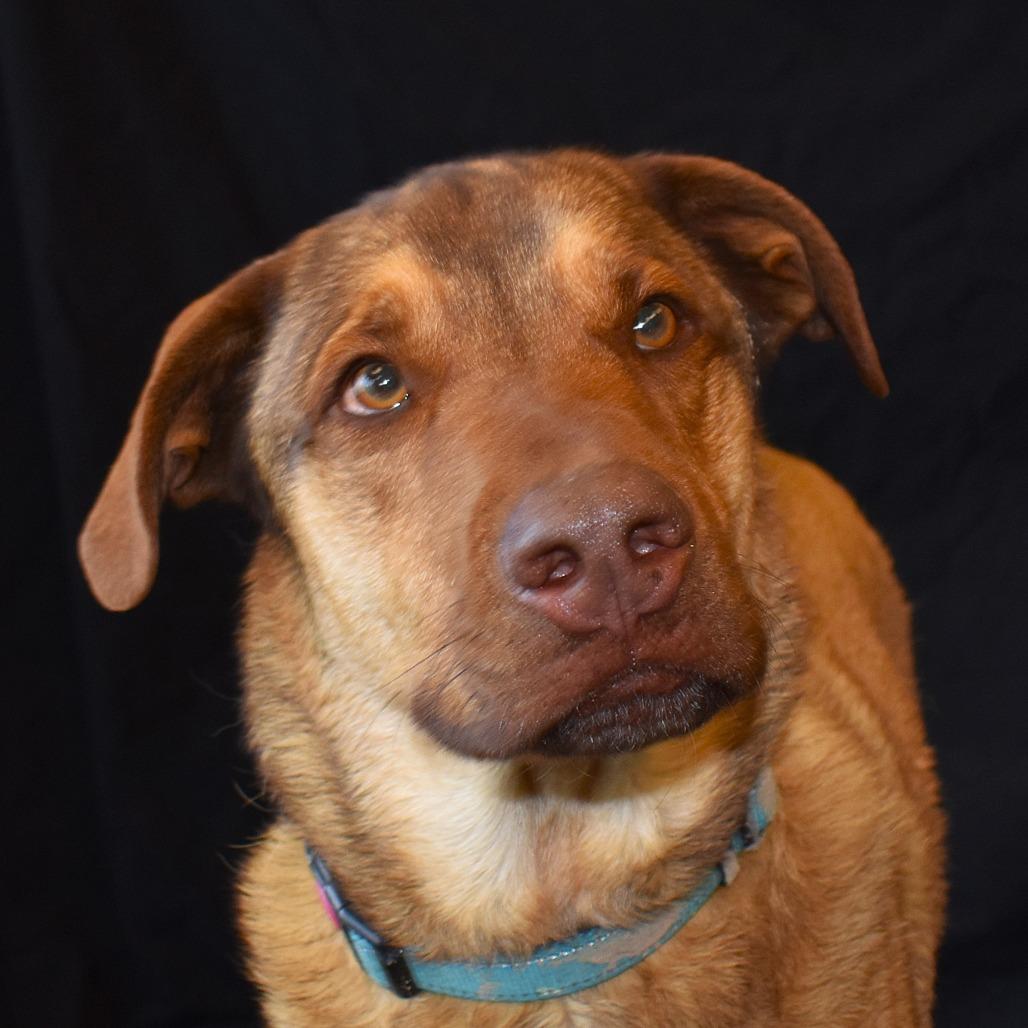 Enlarge Haze (Hazel), a Adoptable mixed breed in Rifle, CO image 3/6