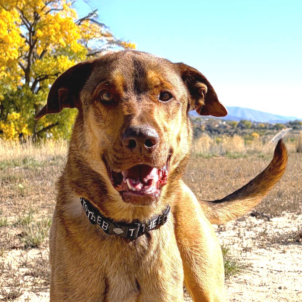 Enlarge Haze (Hazel), a Adoptable mixed breed in Rifle, CO image 4/6