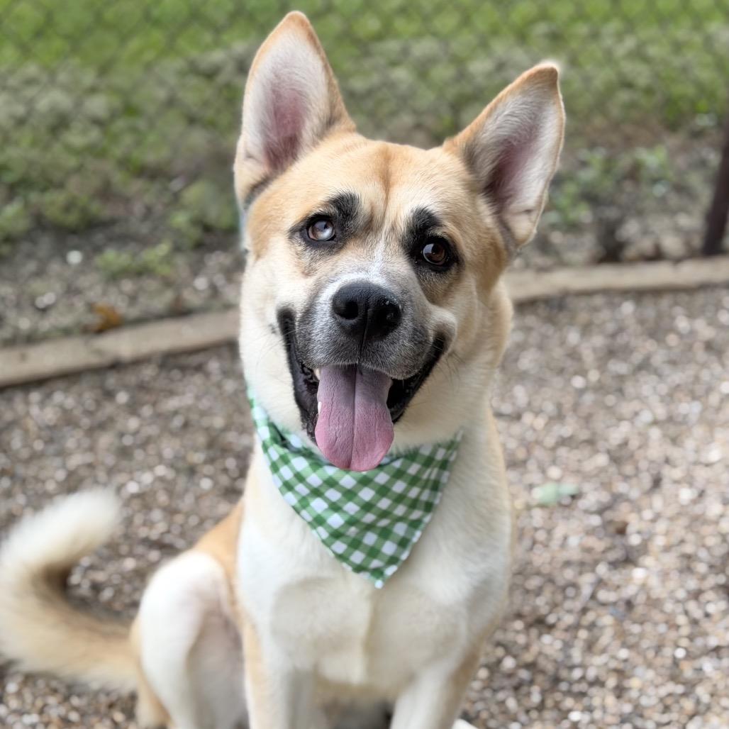 Duck Duck Goose, Adoptable, Young Male Mixed Breed.