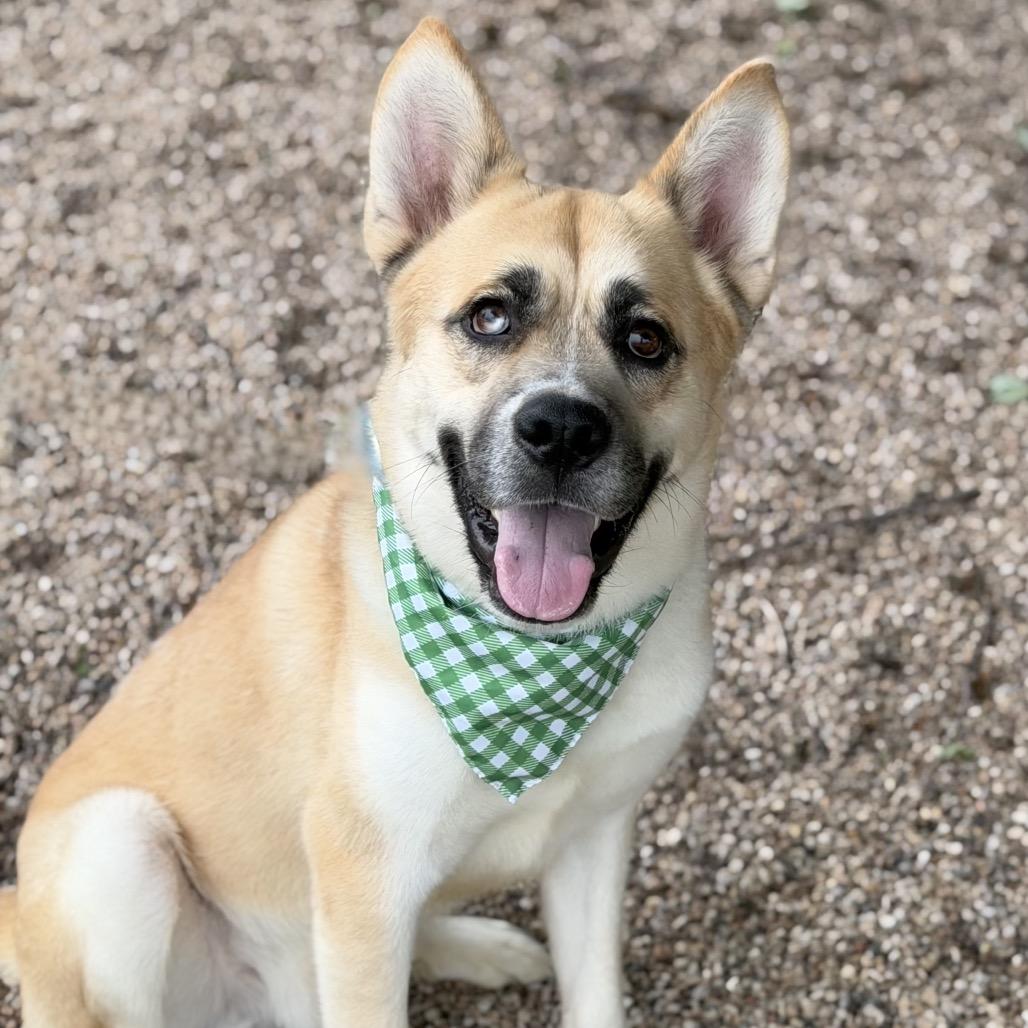 Enlarge Duck Duck Goose, a Adoptable Mixed Breed in DeKalb, IL image 2/6