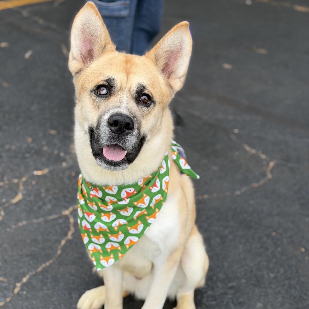 Enlarge Duck Duck Goose, a Adoptable Mixed Breed in DeKalb, IL image 3/6