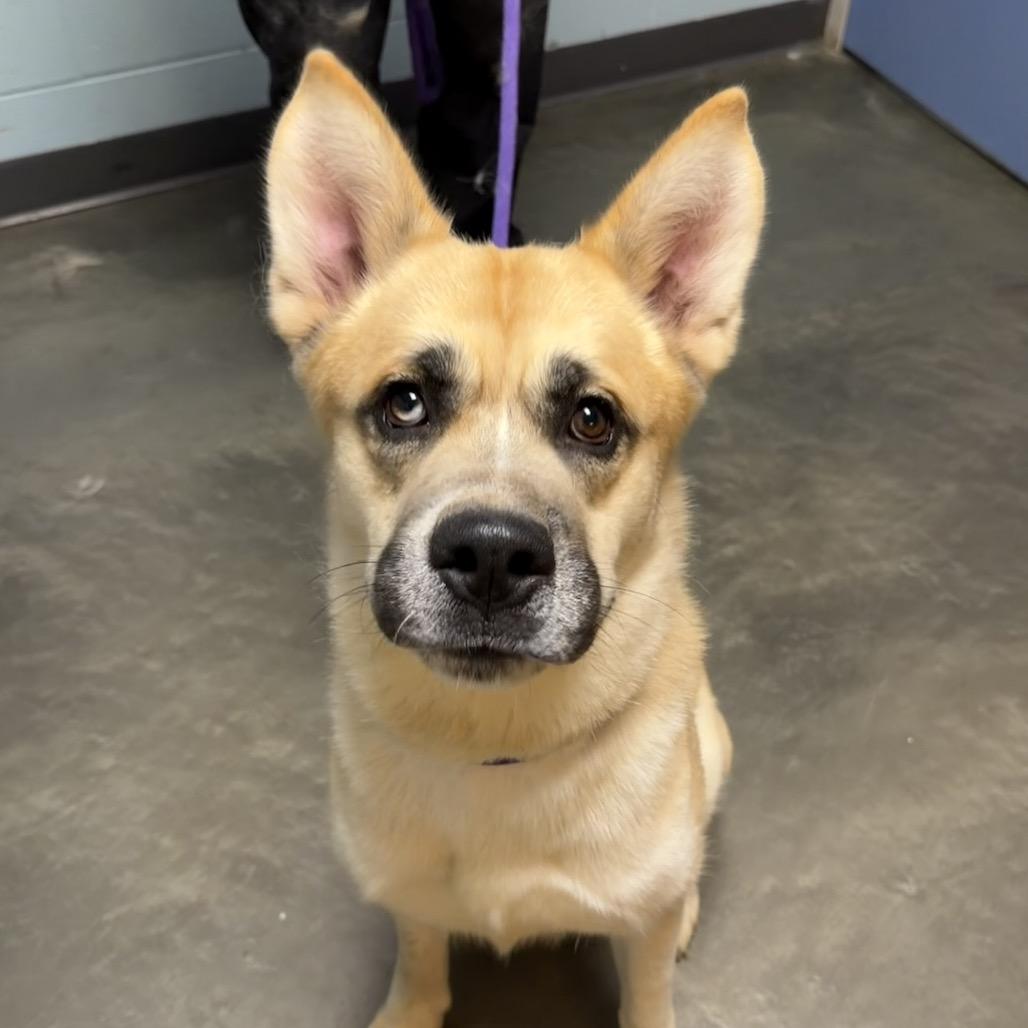 Enlarge Duck Duck Goose, a Adoptable Mixed Breed in DeKalb, IL image 4/6