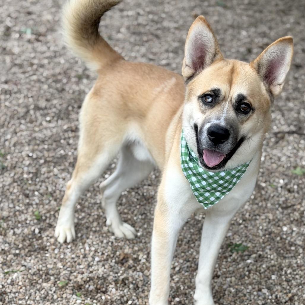 Enlarge Duck Duck Goose, a Adoptable Mixed Breed in DeKalb, IL image 6/6