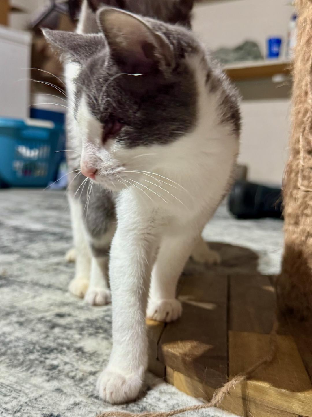 Enlarge HELEN ~ Sight Impaired ~ VIDEO!, an adopted Domestic Short Hair in Ashland, OH image 3/5