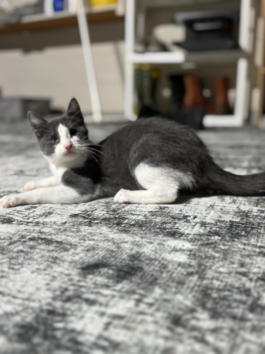 Enlarge HELEN ~ Sight Impaired ~ VIDEO!, an adopted Domestic Short Hair in Ashland, OH image 4/5