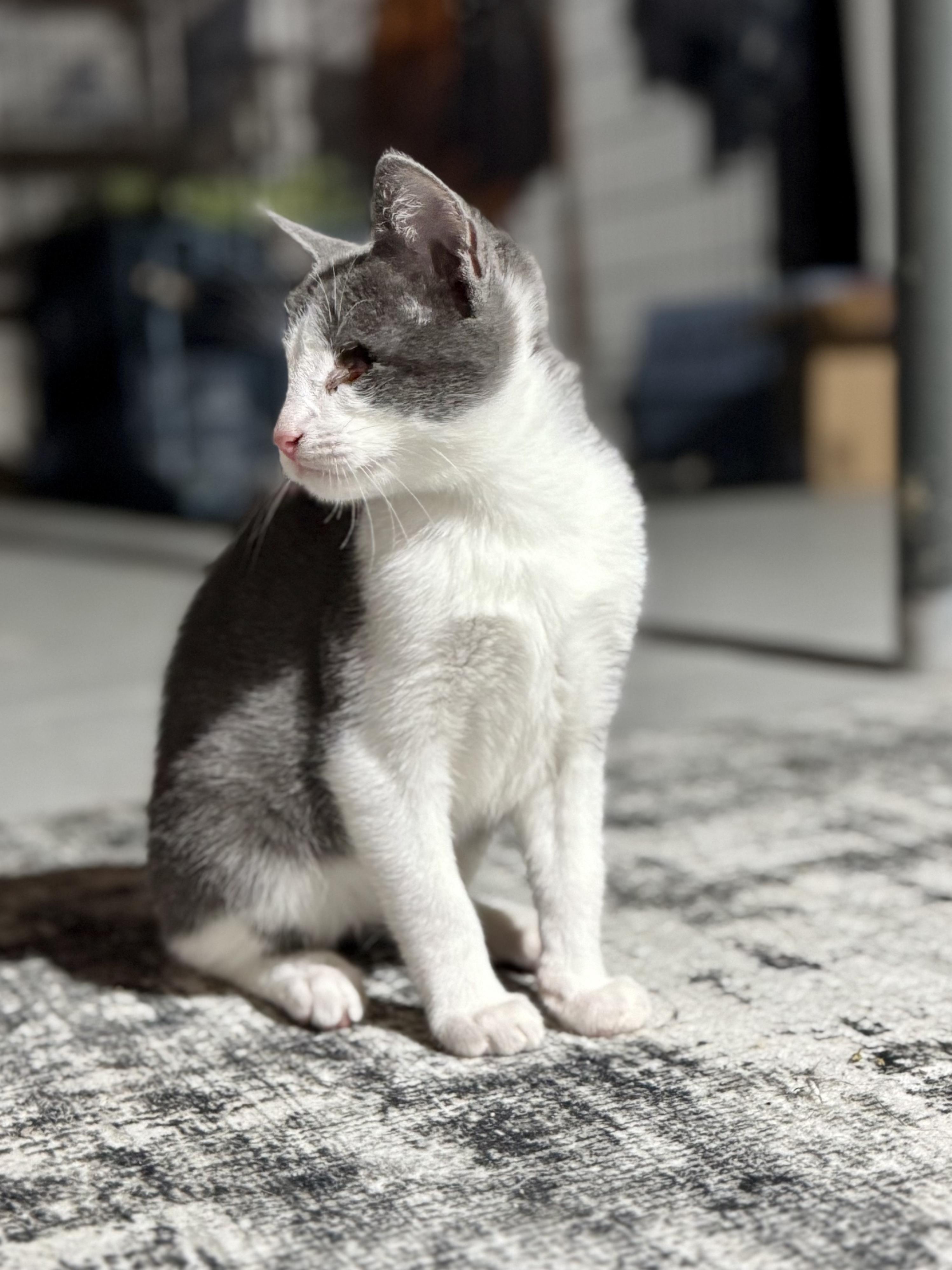 Enlarge HELEN ~ Sight Impaired ~ VIDEO!, an adopted Domestic Short Hair in Ashland, OH image 5/5