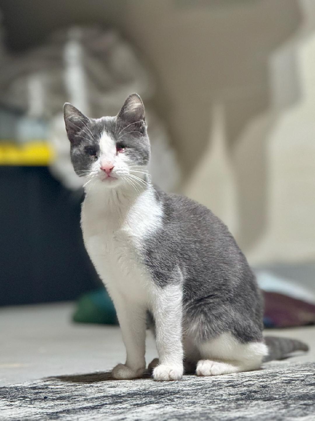 HELEN ~ Sight Impaired ~ VIDEO!, Adoptable, Kitten Female Domestic Short Hair.