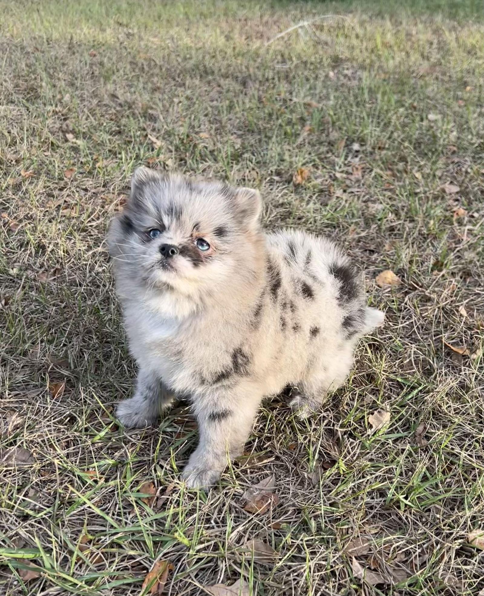 Enlarge Willow, a Adoptable Pomeranian in Ocala, FL image 3/3
