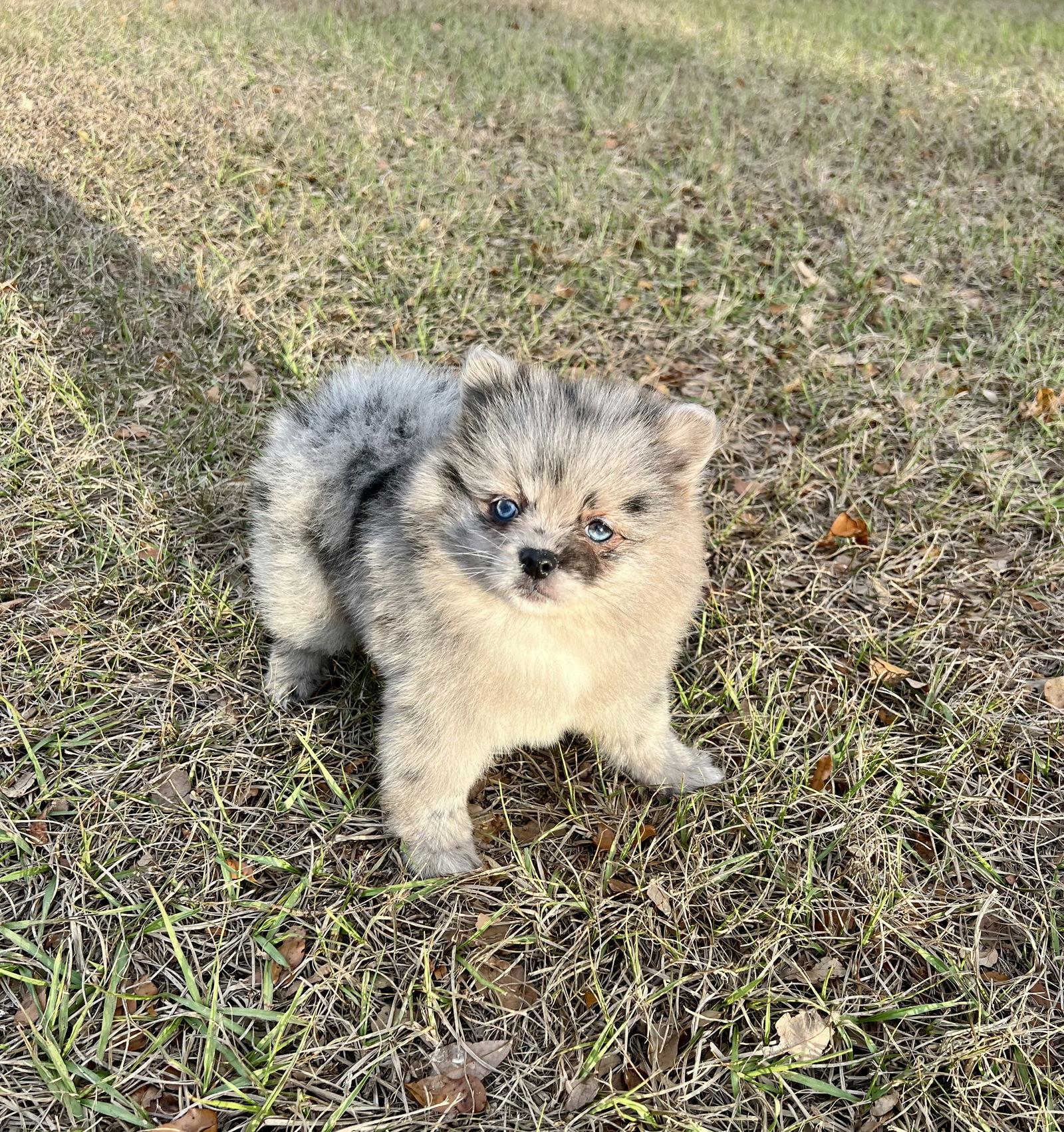 Enlarge Willow, a Adoptable Pomeranian in Ocala, FL image 2/3