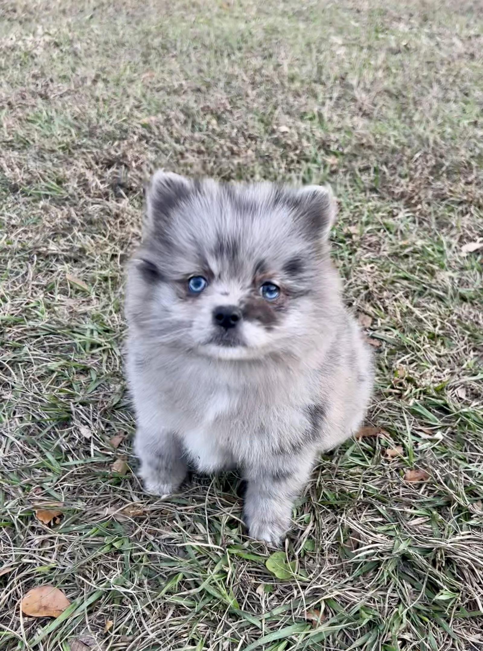 Enlarge Willow, a Adoptable Pomeranian in Ocala, FL image 1/3