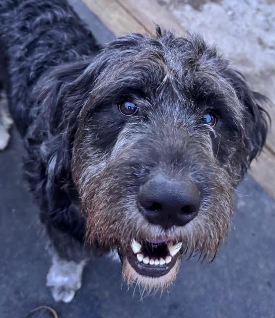 Enlarge MistyLynn, a ADOPTABLE mixed breed in Richmond, VA image 3/4