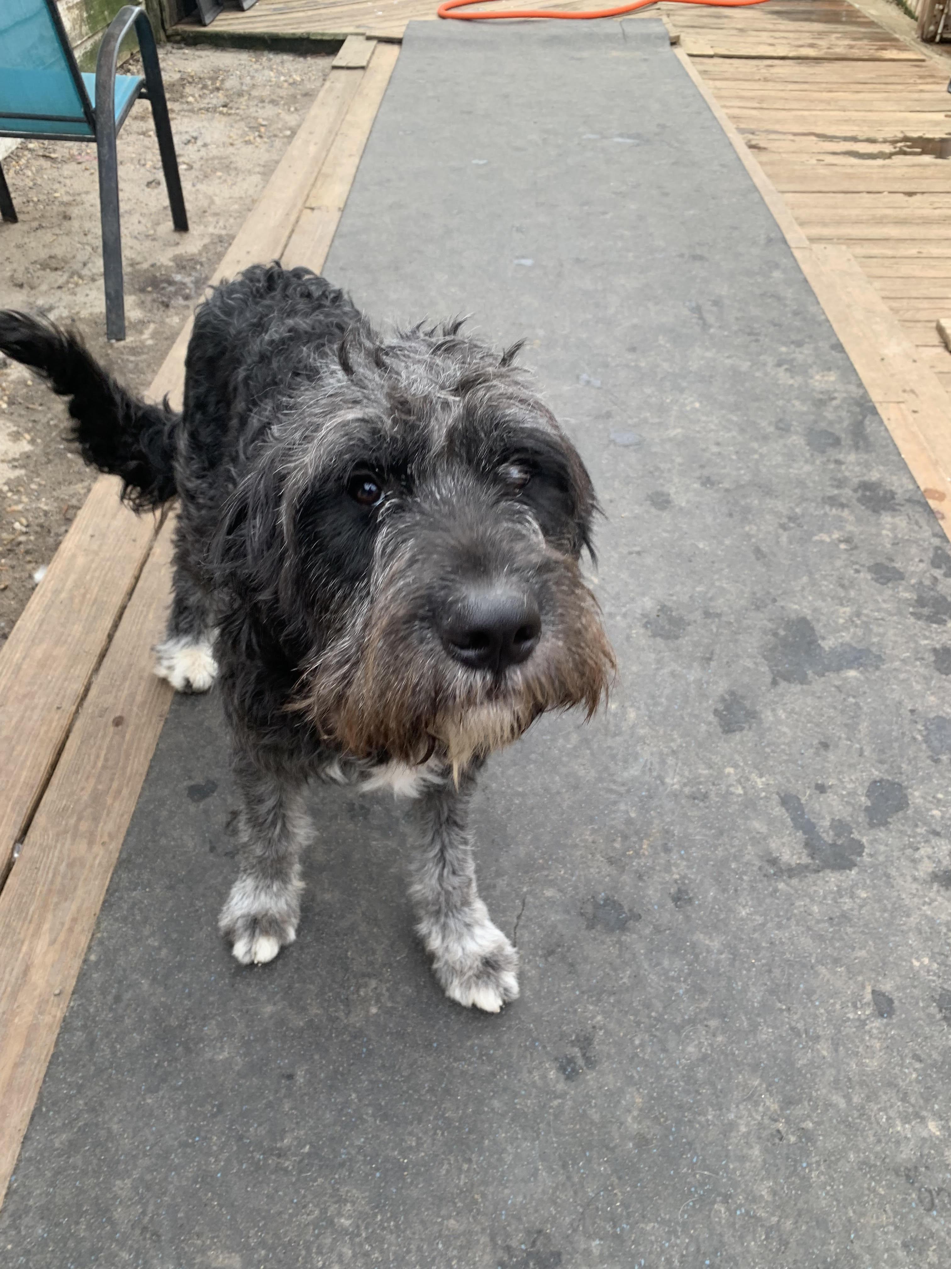 Enlarge MistyLynn, a ADOPTABLE mixed breed in Richmond, VA image 1/4