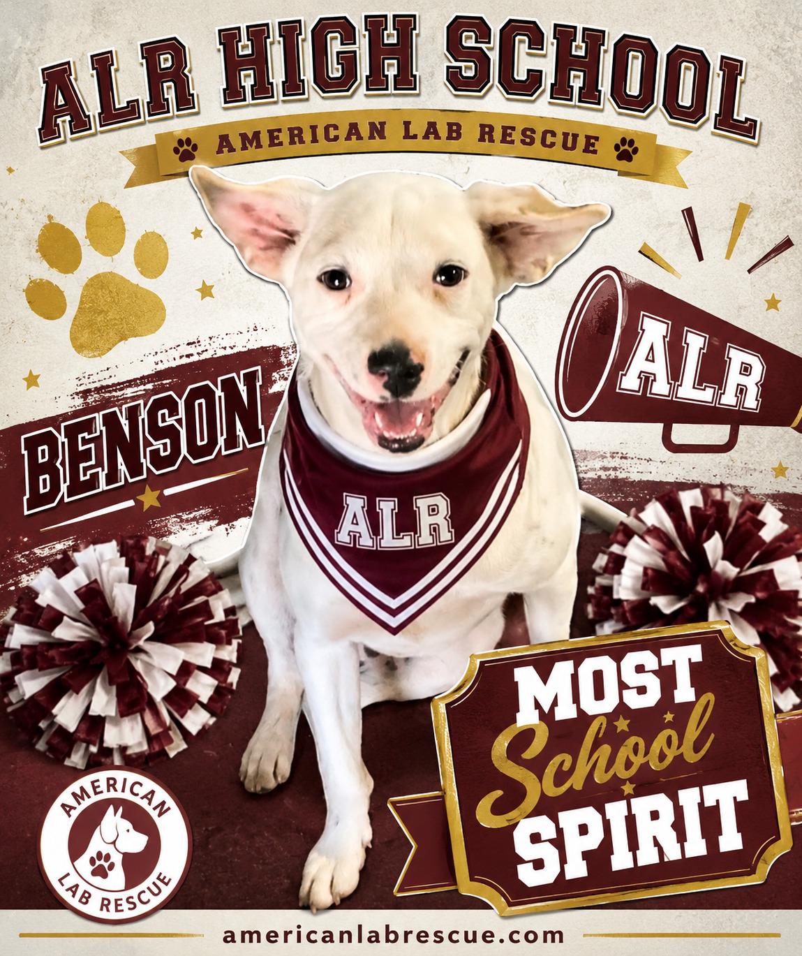 Enlarge Benson, an adoptable mixed breed in Willington, CT image 2/6