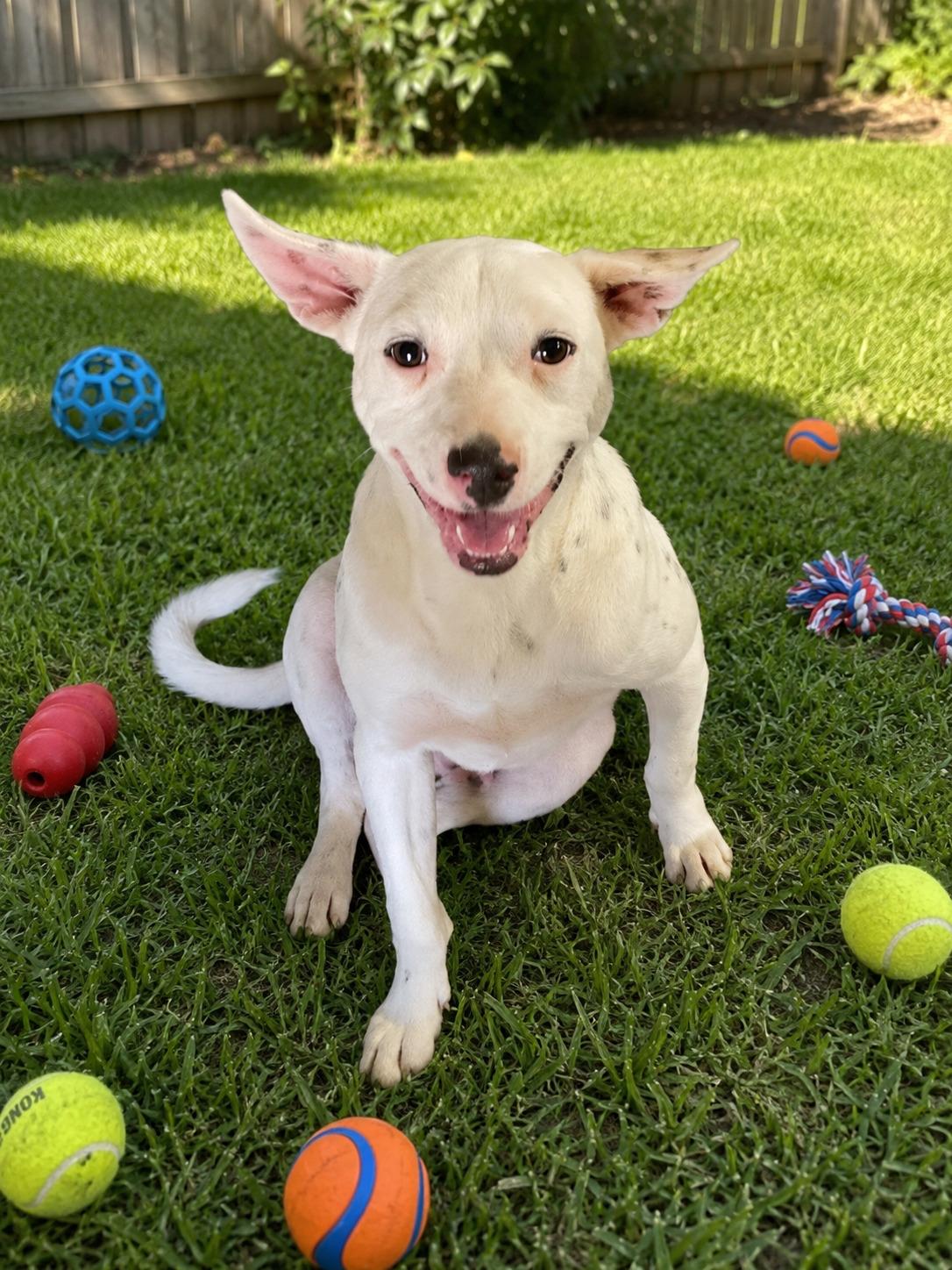 Enlarge Benson, an adoptable mixed breed in Willington, CT image 1/6