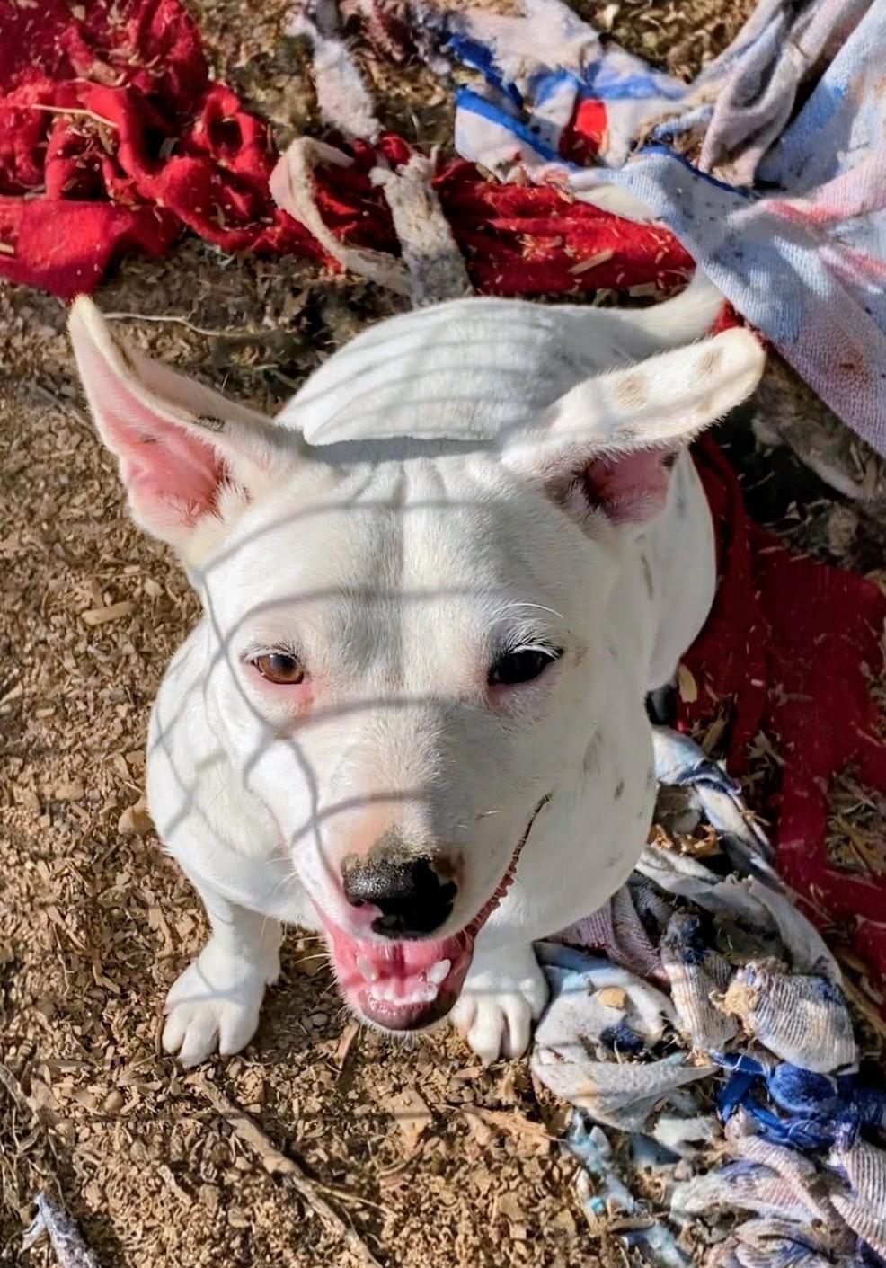 Enlarge Benson, an adoptable mixed breed in Willington, CT image 6/6