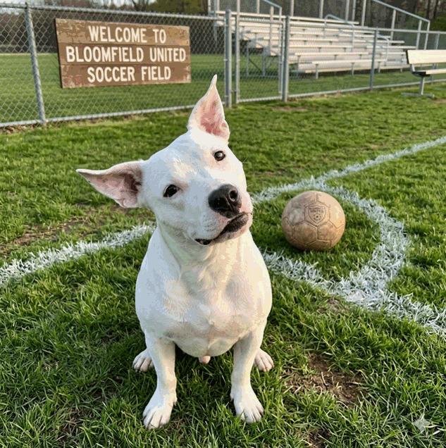 Enlarge Benson, an adoptable mixed breed in Willington, CT image 2/6